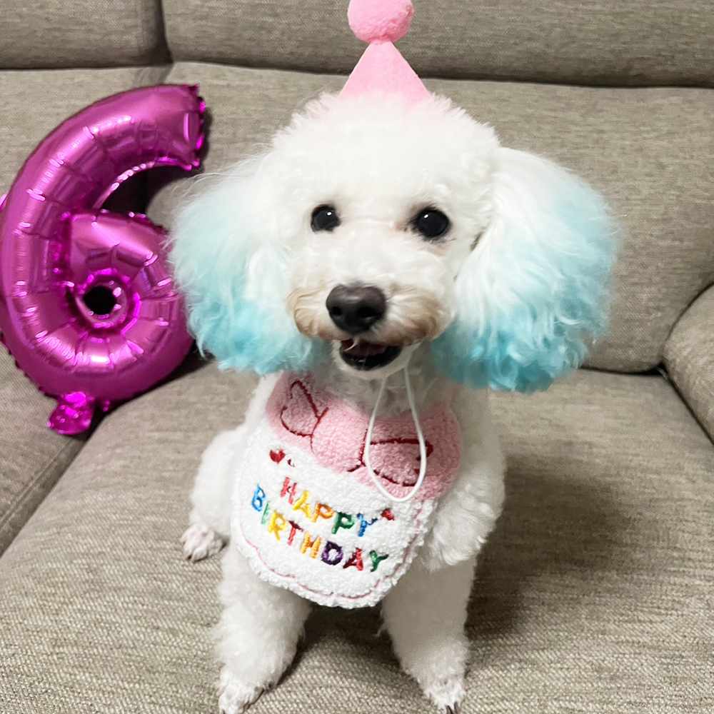 卒業犬ニベアちゃんの近況♪